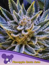 Pineapple Runtz Auto