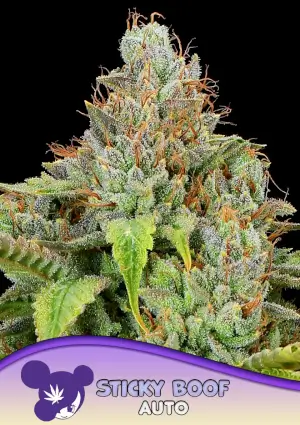 Sticky Boof Auto