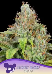 Sticky Boof Auto