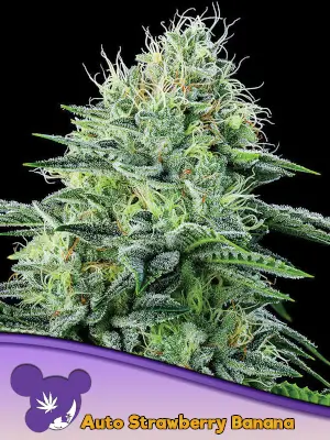 Strawberry Banana Auto