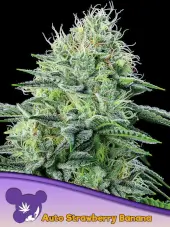 Strawberry Banana Auto