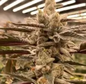 King Kush Breath