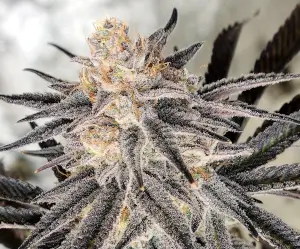 Platinum Gorilla