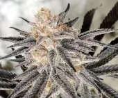 Platinum Gorilla