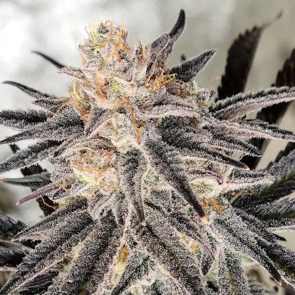 Platinum Gorilla