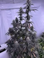 Bananacane