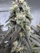 Bananacane
