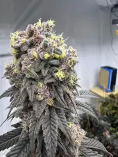Bananacane