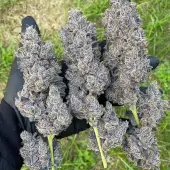 Bananacane