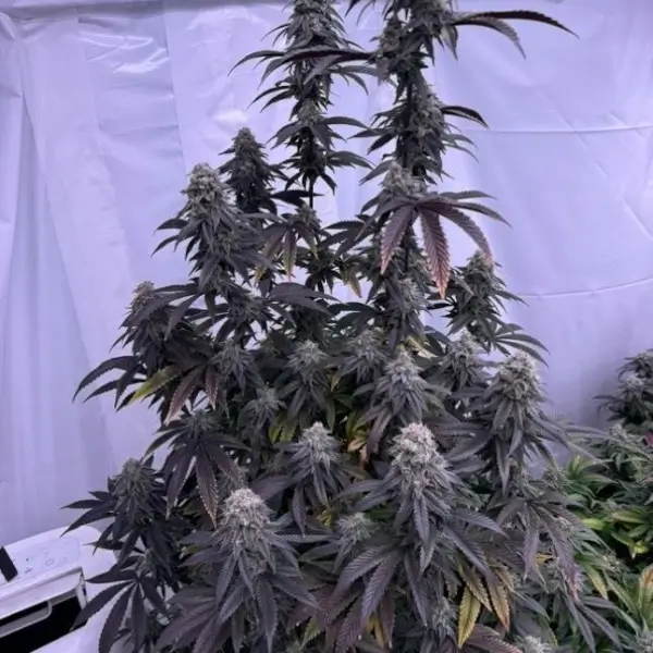 Bananacane