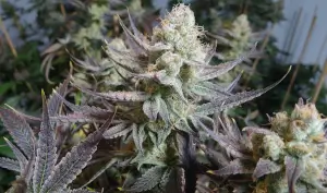 Black Cherry Punch