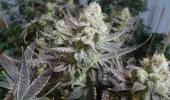 Black Cherry Punch