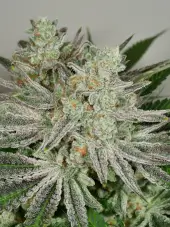 Black Cherry Punch