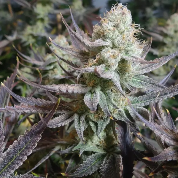 Black Cherry Punch