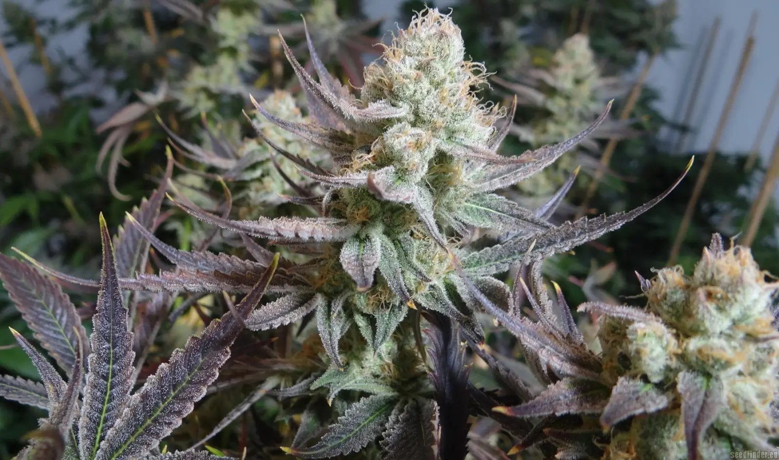 Black Cherry Punch