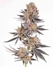 Crystal Cookies