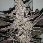Crystal Cookies
