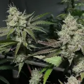 Crystal Cookies
