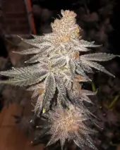 Jelly Breath S1