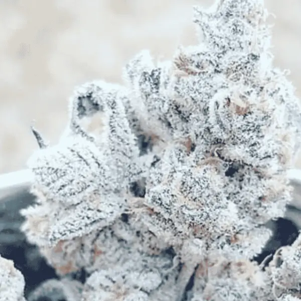 Jelly Breath S1