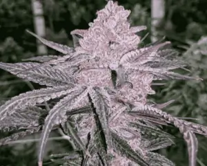 Jelly Sickle