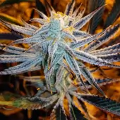 Slurricane #7 S1