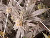 Slurricane #7 S1