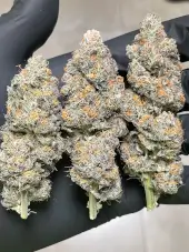 Slurricane #7 S1