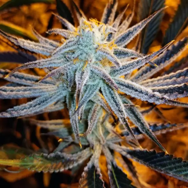 Slurricane #7 S1