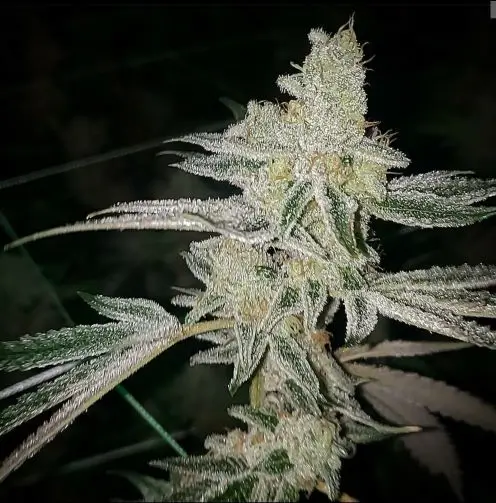 Platinum Dosi