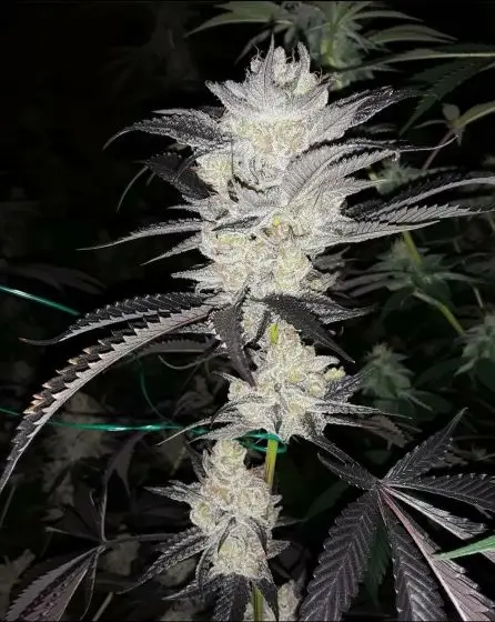 Platinum Garlic