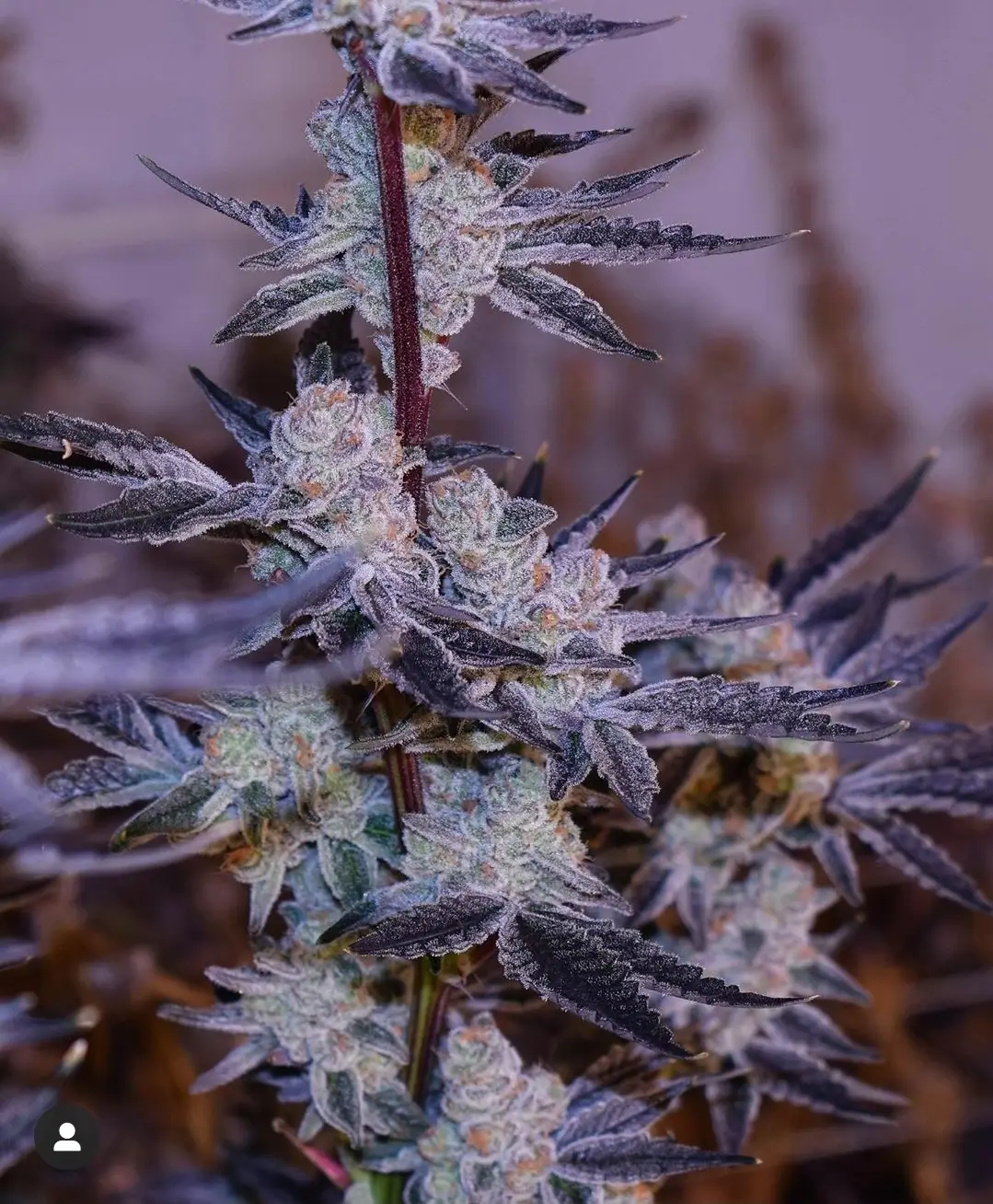 Platinum Jelly