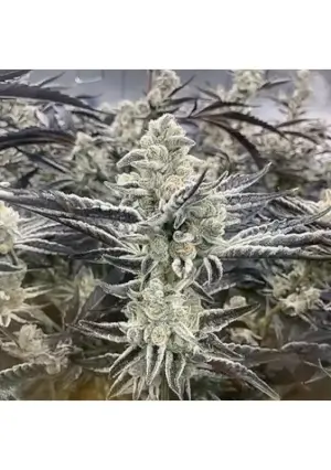 Platinum Kush Breath Remix