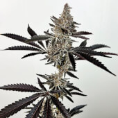 Cosmic 22