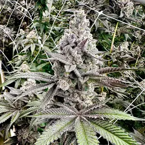 Melt Monster