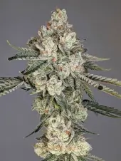 Louis Lobster