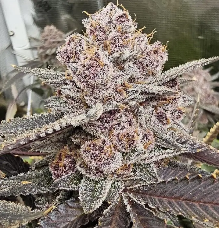 Super Trop Cherry