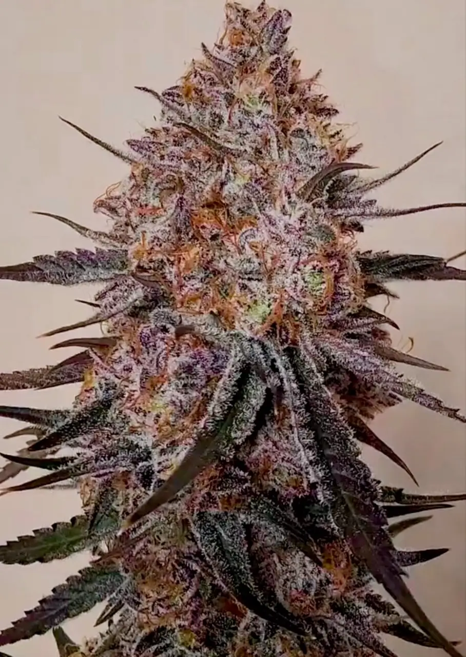 Trop Strawberry