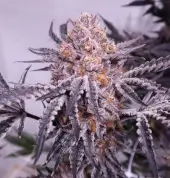 Cherry Cookie F2B