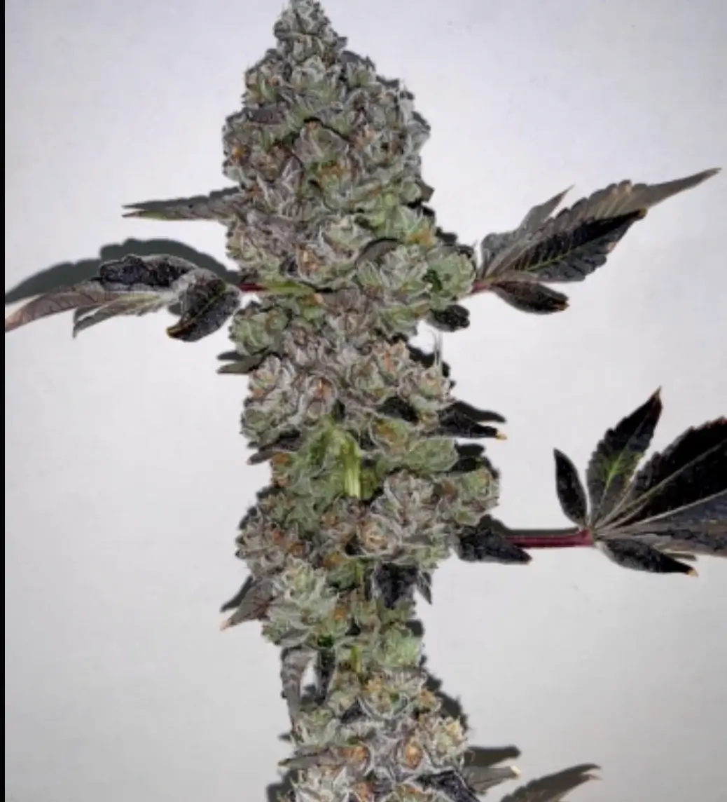 Cherry Rozay