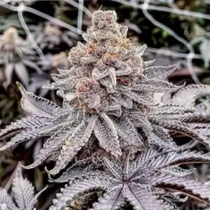 Trop Cherry Pie 