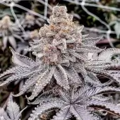 Trop Cherry Pie 
