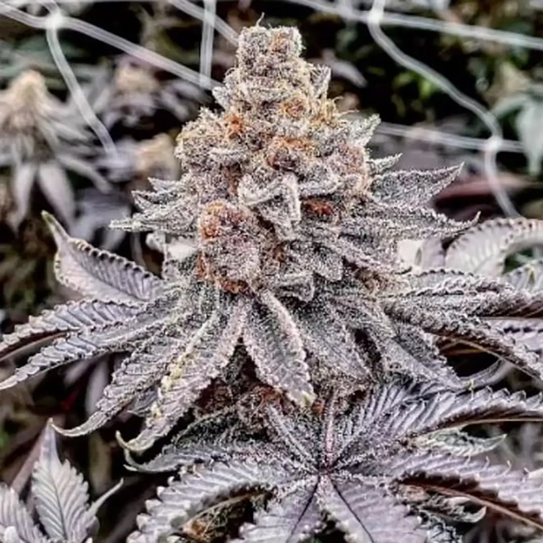 Trop Cherry Pie