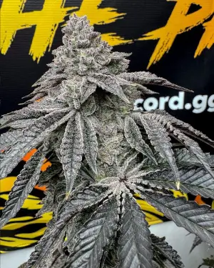 Dirty Water