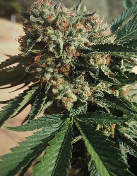Sapphire OG