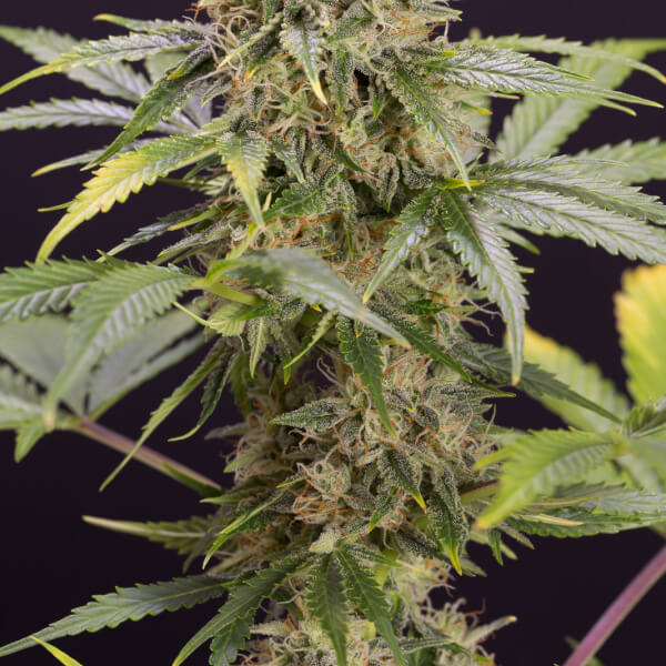 Chocolate Mint Og Auto