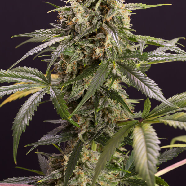 Chem-Bomb Auto