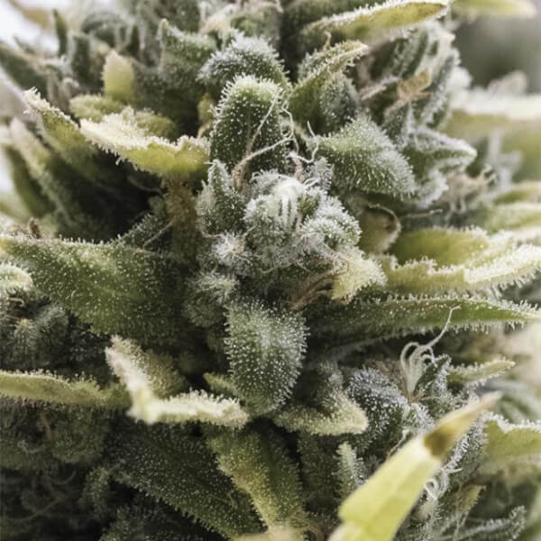 OG Kush Auto