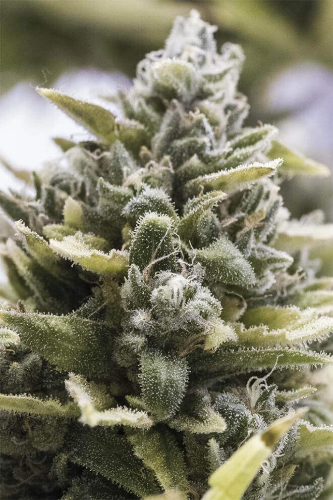 OG Kush Auto