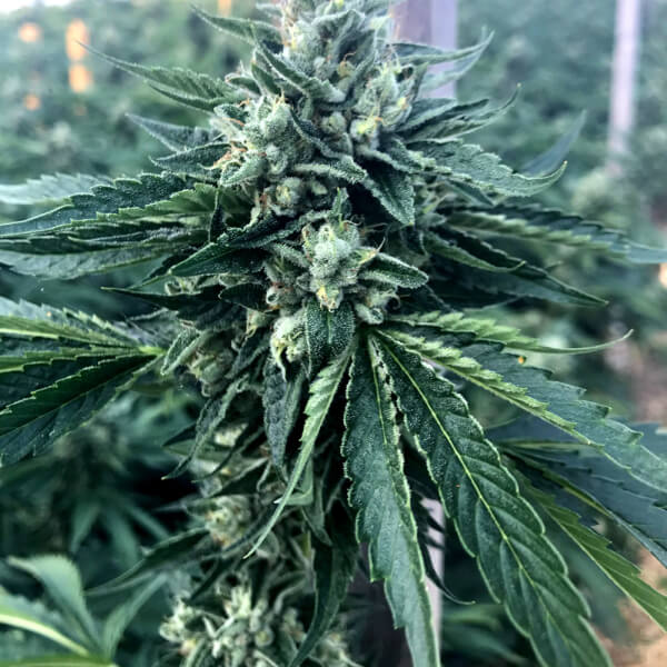 Cinnamon Buddha OG